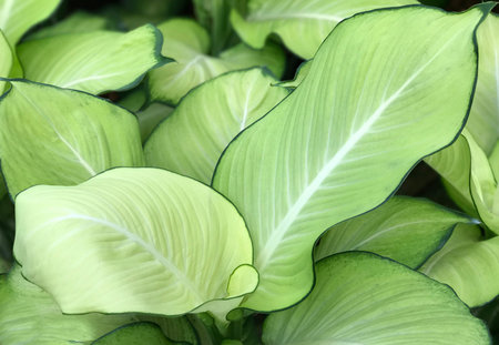 Pattern of fresh green and white leaf background (Dieffenbachia)