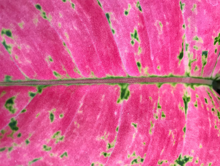 Pink Aglaonema leaf background and textureの写真素材