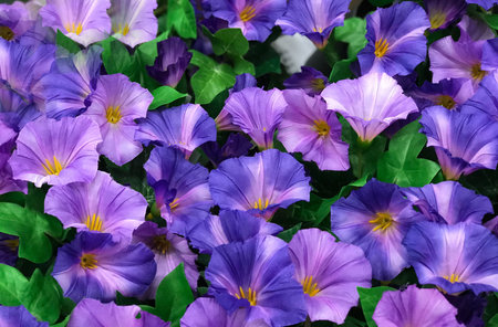 Abstract of beautiful of violet bouquet flower for background