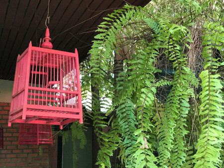 Red wooden bird cage and hanging fern decorated in the gardenの写真素材