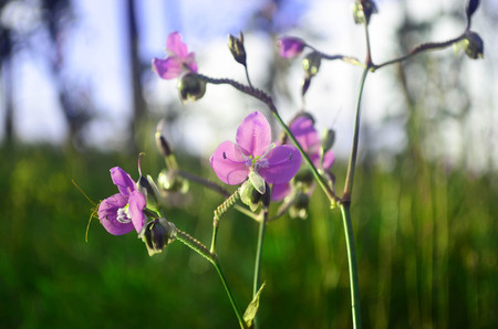 Murdannia giganteum, wild violet flower in Phu Soi Dao, Thailand National Park - selective focusの写真素材