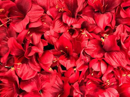 Image of spring beautiful red flower backgroundの写真素材