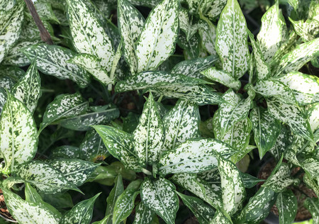 Aglaonema plant background and textureの写真素材