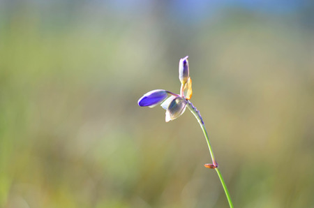 Murdannia giganteum, wild violet flower in Phu Soi Dao, Thailand National Park - selective focusの写真素材
