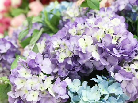 Beautiful violet and blue Hydrangea macrophylla - selective focusの写真素材