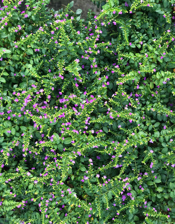 Beautiful garden of cover plant with small purple flower (Cuphea hyssopifolia)の写真素材