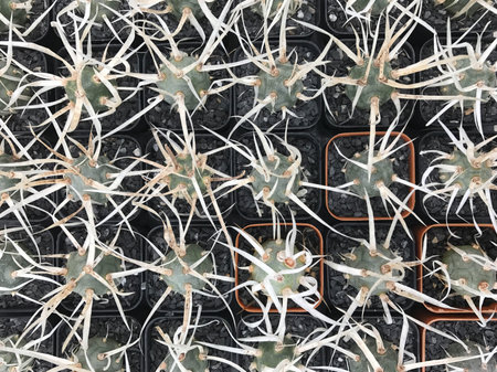 Group of small cactus in pot in plant shopの写真素材