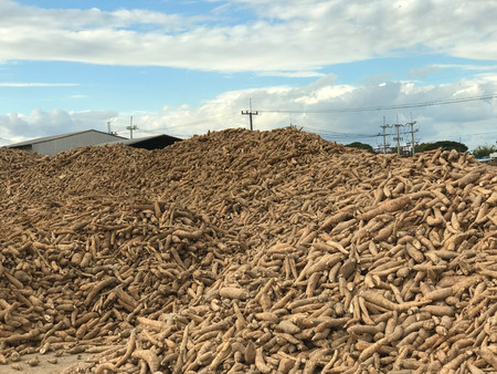 Pile of cassava or tapioca root for starch  production industry with factory backgroundの写真素材