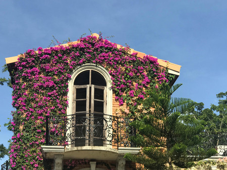 Purple bougainvillea or paper flower creep on brick wall buildingの写真素材