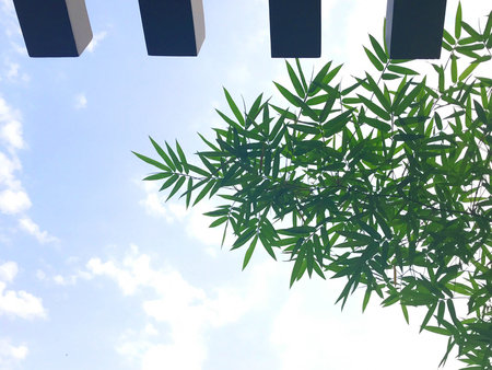 Green bamboo leaf and wooden beam against blue sky background, bottom view