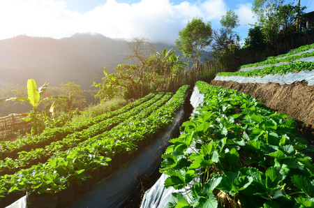 Side view of organic strawberry farm plantation on step of mountain, agriculture and food concept,  under sun lightの写真素材