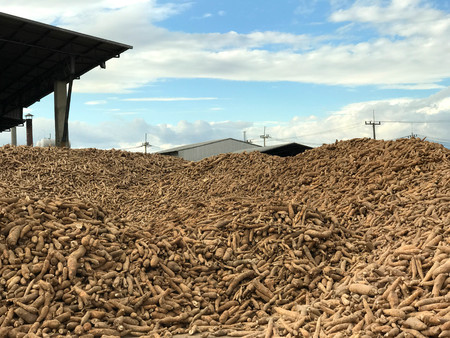 Pile of cassava or tapioca root for starch  production industry with factory backgroundの写真素材
