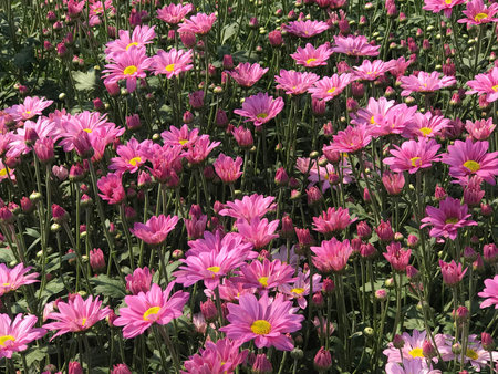 Side view of beautiful pink daisy or chrysanthemum, background and texture