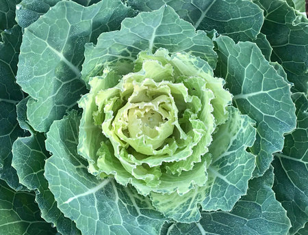 Top view of ornamental cabbage