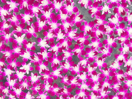 Fresh purple or violet orchid floating on water for background and textureの写真素材