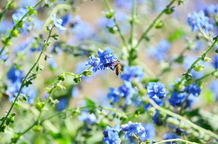 Bee with blue forget-me-not, selective focus