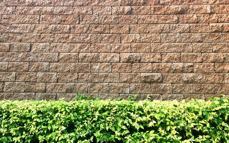 Brown weathered brick wall with green plant shrub