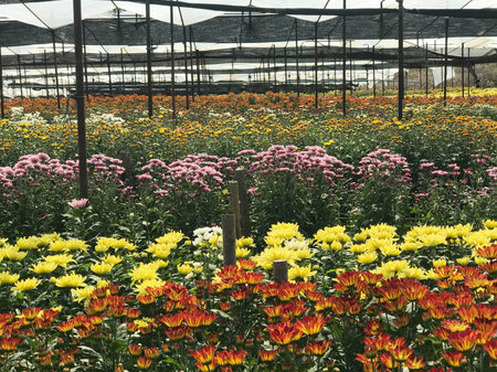 Multicolor of beautiful  daisy or chrysanthemum filed under greenhouse nursery for background and texture, agriculture conceptの写真素材