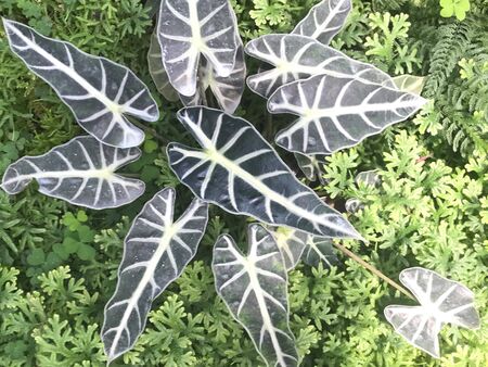 Top view of dark and white beautiful leaves of Alocasia sanderiana Bull bush, background and textureの写真素材
