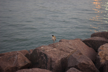 ocean bird at water front Darwin