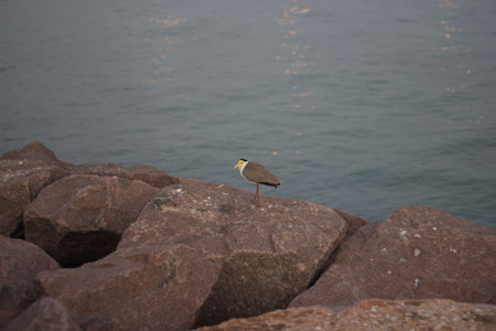 ocean bird at water front Darwin