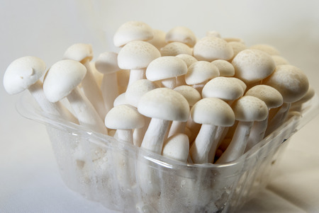 White oriental mushroomのeditorial素材