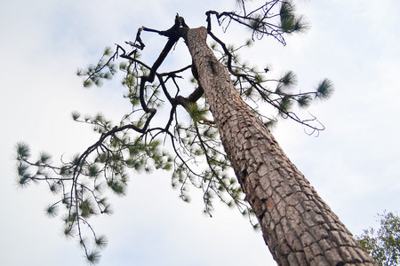 High pine tree. Phukradueng Loey Thailand.のeditorial素材