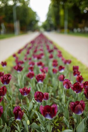 Beautiful spring flowers on a sunny day in the parkの写真素材