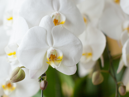 Closeup of the white Phalaenopsis Orchid.の写真素材
