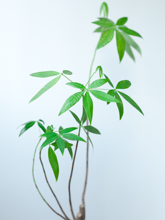 The branches and leaves of a houseplant pachira.の写真素材