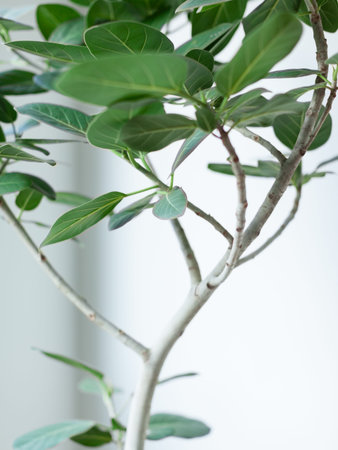 Close-up of houseplant rubber tree.