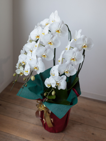 White Phalaenopsis orchid in a wrapped potの写真素材