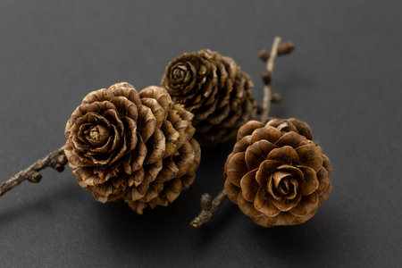 japanese larch seeds on black background