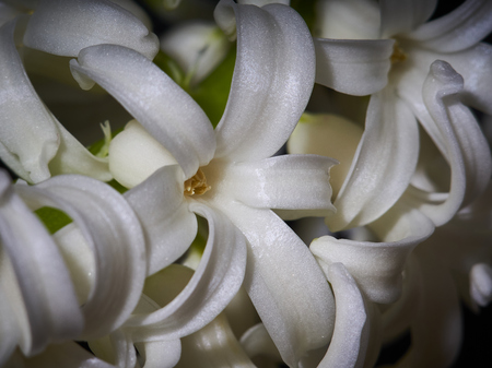 White flower hyacinthの写真素材
