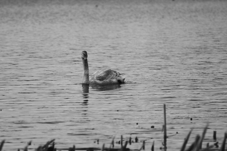 Swan floats on lakeの写真素材