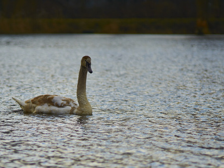 Swan floats on lakeの写真素材