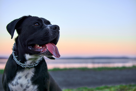 Large black dog stands on the shore of the lake, sunset in the background.の写真素材
