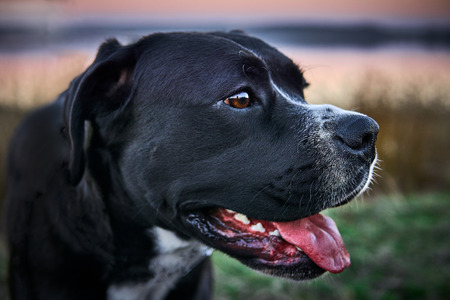 Large black dog stands on the shore of the lake, sunset in the background.の写真素材