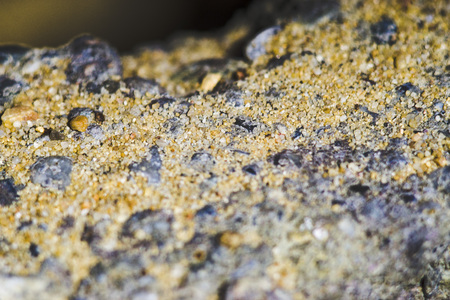 Lichen on a concrete wallの写真素材