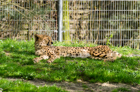 Cheetah (Acinonyx jubatus) basking in the morning on the grass. Rest after breakfast.の写真素材