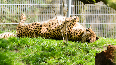 Cheetah (Acinonyx jubatus) basking in the morning on the grass. Rest after breakfast.の写真素材