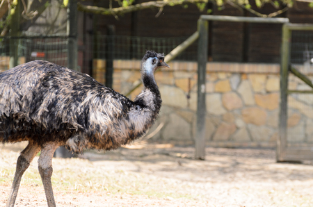 On the very sunny spring day the ostrich walks along the green grass.の写真素材