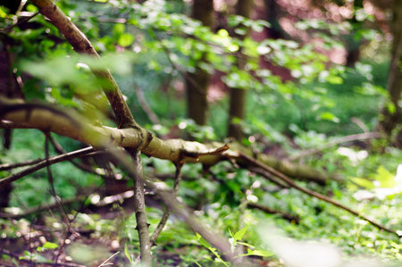 Green leaves hanging from a tree in the forest, large blur background. The photo can be used as a...