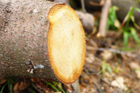 A photo of a natural old tree trunk.