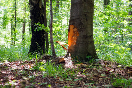 A leaking resin from the trunk of damaged coniferous tree. A day in the forest, in summer.