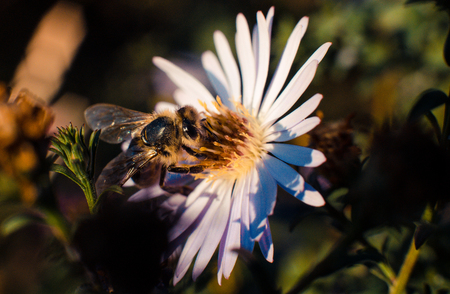 Bee pollinates flowers, macro photoの写真素材