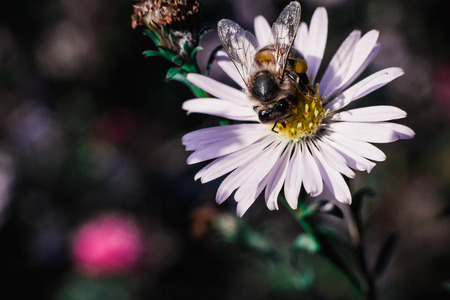 Bee pollinates flowers, macro photoの写真素材