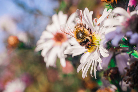 Bee pollinates flowers, macro photo