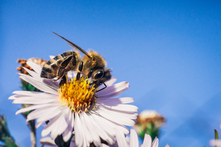 Bee pollinates flowers, macro photoの写真素材