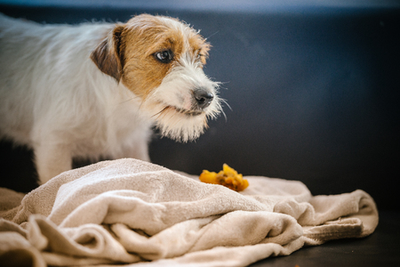 Portrait of purebred jack russell terrier, broken-coatedの写真素材